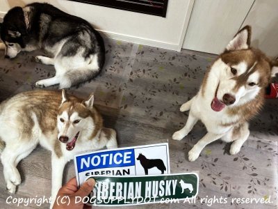 画像1: [MAGSIGN] シベリアンハスキー マグネット＆ステッカー 英語 お知らせ NOTICE SIBERIAN HUSKY 対象:車(ドア/ガラス/ボディ)・屋外(玄関扉/窓ガラス/メールポスト) 日本製