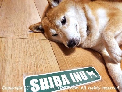 画像1: SHIBA INU [MAGSIGN] アメリカ道路ストリート標識 マグネット＆ステッカー：柴犬