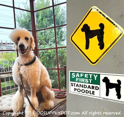 画像1: [MAGSIGN] スタンダードプードル マグネット＆ステッカー 英語 安全第一 SAFETY FIRST STANDARD POODLE 対象:車(ドア/ガラス/ボディ)・屋外(玄関扉/窓ガラス/メールポスト) 日本製