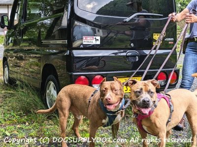 画像1: [MAGSIGN] ピットブル マグネット＆ステッカー (犬)気を付けて 英語 BE CAREFUL PIT BULL 対象:車(ドア/ガラス/ボディ)・屋外(玄関扉/窓ガラス/メールポスト) 日本製