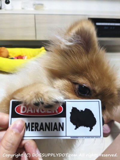 画像1: [MAGSIGN] ポメラニアン マグネット＆ステッカー 英語 危ない 危険 DANGER POMERANIAN 対象:車(ドア/ガラス/ボディ)・屋外(玄関扉/窓ガラス/メールポスト) 日本製