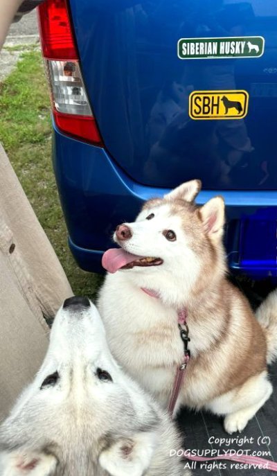 画像2: SIBERIAN HUSKY [MAGSIGN] アメリカ道路ストリート標識 マグネット＆ステッカー：シベリアンハスキー