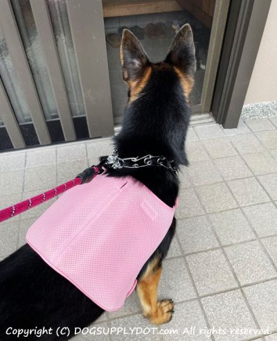 画像2: 【スパイクチョークチェーン】大型犬 散歩 リードの引っ張り癖や無駄吠え改善 衝撃制御 自分でしつけ(躾)訓練首輪 セルフトレーニング 内側ピン(とげ付き) チョークチェーンカラー アメリカ輸入品