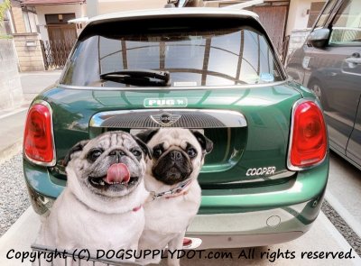 画像1: PUG [MAGSIGN] アメリカ道路ストリート標識 マグネット＆ステッカー：パグ