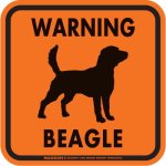 画像3: [MAGSIGN] WARNING BEAGLE マグネット＆ステッカー：ビーグル(ホワイト/イエロー/オレンジ) 注意 英語 正方形 車＆屋外用(防水性/耐光性) 日本製 (3)