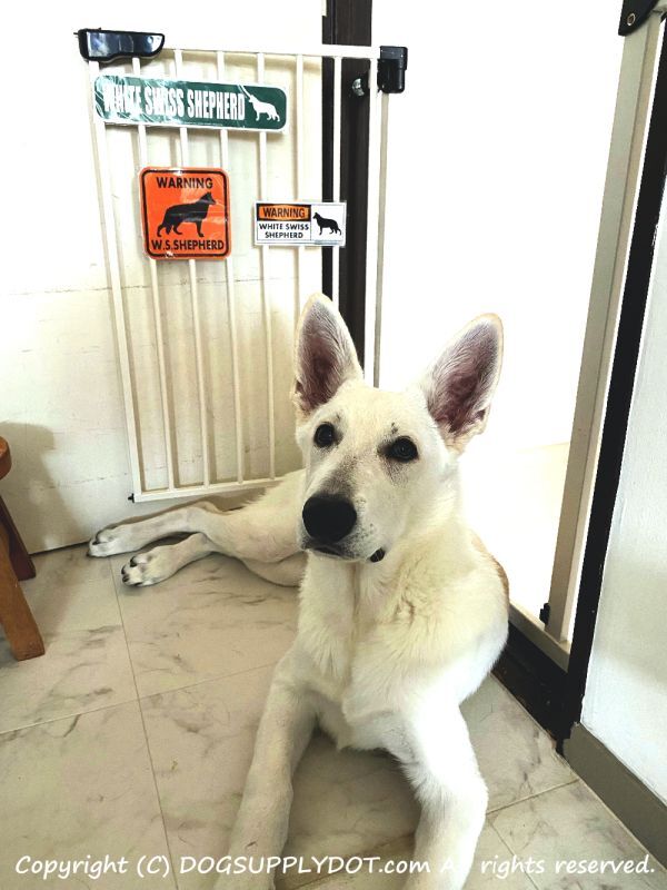 WHITE SWISS SHEPHERD,ホワイトスイスシェパード,マグネット,ステッカーアメリカ道路標識,,ストリート,緑色,グリーン