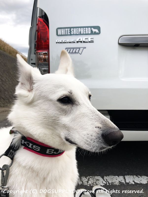 WHITE SWISS SHEPHERD,ホワイトスイスシェパード,マグネット,ステッカーアメリカ道路標識,,ストリート,緑色,グリーン