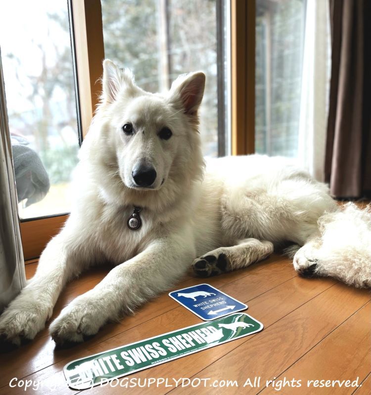 WHITE SWISS SHEPHERD,ホワイトスイスシェパード,マグネット,ステッカーアメリカ道路標識,,ストリート,緑色,グリーン